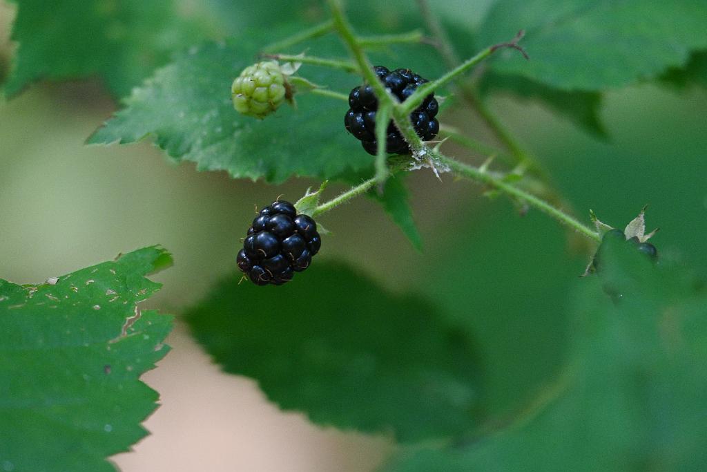 2025-08039902 Tower Hill Botanic Garden, MA.JPG - Blackberry. New England Botanic Garden at Tower Hill, MA, 8-3-2025